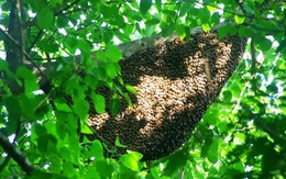 Đi lấy mật ong rừng, người đàn ông ở Hà Tĩnh bị ong đốt tử vong