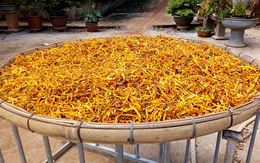 Đặc sản quý hoa kim châm giá nửa triệu đồng/kg chỉ mùa hè mới có