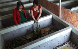 Nuôi loài chết sớm trong hồ xi măng, cô gái vùng quê thu 15 triệu/tháng