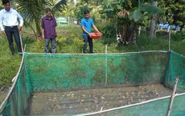 Làm lồng nuôi ếch đẻ, anh nông dân kiếm nửa tỷ như chơi