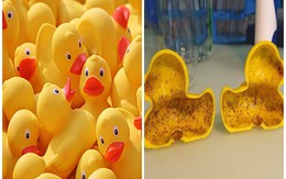 Trước vịt cao su của Trung Quốc chứa chất gây vô sinh, những loại đồ chơi nào cũng chứa chất độc?