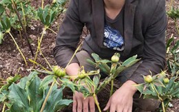 Thanh niên trồng cây tên lạ hoắc, kiếm trăm triệu mỗi năm