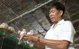Kiếm nửa tỷ mỗi năm nhờ mê nuôi bồ câu kiểng