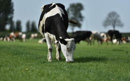 Khoe săn được sữa organic cho con, mẹ đã biết đến chuẩn sữa organic Hà Lan?