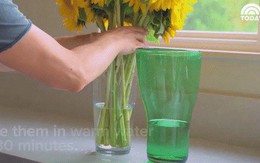 6 mẹo "thần thánh" giúp hồi sinh hoa héo trong 3s, người bán hoa không bao giờ nói cho bạn