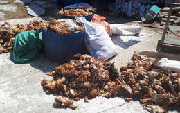 Hà Tĩnh: Điều tra nguyên nhân khiến hơn 1.200 con gà của một doanh nghiệp chết trong đêm