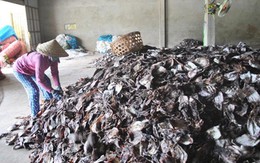 Gần 1.000 tấn mực khô ứ đọng vì Trung Quốc ngừng thu mua