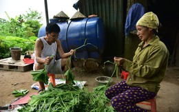 Cặp chị em trồng rau bí, bỏ túi tiền triệu mỗi ngày ở "đảo hoang" giữa Thủ đô