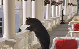 Ngộ nghĩnh hình ảnh gấu đen thư giãn trong khách sạn