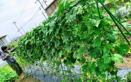 Khu vườn nhỏ phủ kín rau quả sạch tốt tươi của nàng dâu Việt ở Nhật Bản