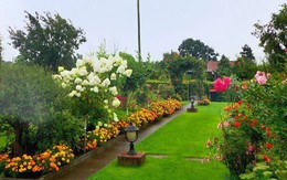 Đòi chồng mua vườn tận bên Đức, mẹ Việt gây bất ngờ sau 3 năm học cuốc đất trồng hoa