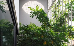 Nhà Hà Nội 'giấu' giàn cây xanh mát sau lớp mành sắt