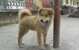 Tắm cho chó, 2 vợ chồng bị điện giật chết thương tâm ở Thái Bình