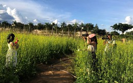Trồng rau cải làm du lịch, có thêm 20 triệu/tháng