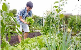 Kỹ sư Việt thuê đất làm vườn nhà, lập 'hội nông dân' ở Nhật