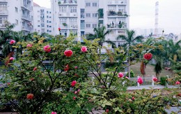 Gia đình Sài Gòn từng bị 'lụt' nhà vì vườn sân thượng 200 m2