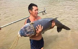 Ngư dân hồ Thác Bà săn được cá trắm “khủng” dài 1,2m
