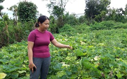 Đắk Lắk: Người dân điêu đứng vì trồng bí không có trái