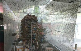 Nuôi loài ruồi chết...quá sớm, kiếm bộn tiền