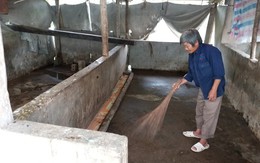 Sau "bão" dịch tả lợn châu Phi: Kẻ trốn nợ, người làm xe ôm...