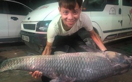 Bắt được cá trắm “khủng” dài 1,5m ở hồ Thác Bà