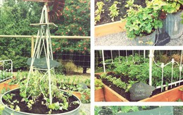 Dù không có nhiều kinh nghiệm trong trồng rau thì với 10 mẹo dưới đây bạn vẫn có thể sở hữu một vườn rau tươi tốt
