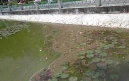 4 hồ điều hòa bị ô nhiễm ở Quảng Ninh hiện tại ra sao sau hơn 1 tháng thử nghiệm bằng bột thiên nhiên?