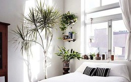 Phòng ngủ nổi bật cho nhà phố hẹp nhờ biến tấu cổ điển và cây xanh