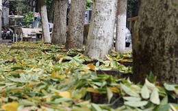 Hà Nội: Hàng sưa cổ thụ hàng chục năm tuổi bỗng nhiên rụng lá bất thường