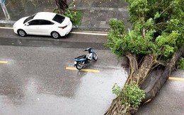 Nhiều cây xanh ở nhiều tỉnh thành bị quật đổ do bão số 3, trời tiếp tục mưa lớn