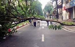 Cây phượng đổ làm chết người ở Hà Nội: Nỗi lo nơm nớp mùa mưa bão