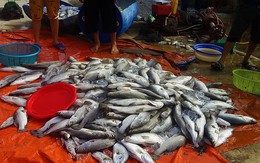 Thạch Hà, Hà Tĩnh: Dân điêu đứng vì cá nuôi lồng bè chết bất thường cả trăm tấn sau lũ