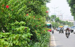 Nhiều đường phố Hà Nội như được khoác áo mới vì được phủ xanh dải phân cách