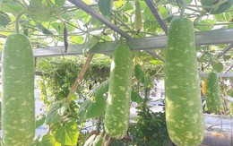 Cách trồng bầu trên sân thượng cho năng suất cả tạ, lúc lỉu ăn không hết phải mang cho