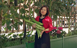 Mẹ Việt ở Czech trồng mướp, bí