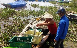Gần 100 tấn cá nuôi lồng bè ở Hà Tĩnh chết bất thường sau một đêm