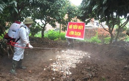 Bệnh dịch tả lợn châu Phi xuất hiện tại Quảng Ninh