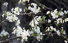 Hà Nội: Lê trắng có giá đến 15 triệu đồng nở ngợp trời trước chợ hoa Quảng An dịp Rằm tháng Giêng