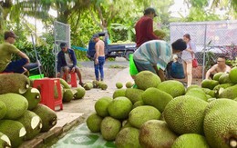 Mít Thái bất ngờ tăng giá 52.000 đồng/kg: Thương lái đổ về vườn tranh mua