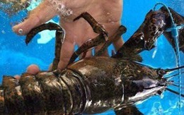 Tôm hùm Alaska về Việt Nam 170.000 đồng/kg, rẻ như tôm ngoài chợ
