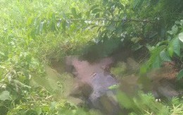 Thi thể nam giới phân hủy nặng bên bờ đê ở Quảng Ninh