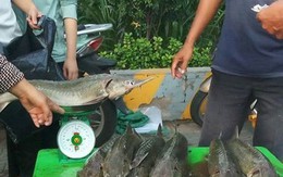 Người TP.HCM 'đổ xô' mua cá tầm 100 ngàn/kg ủng hộ dân vùng lũ