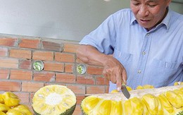 Giống mít kỳ lạ ở miền Tây, quả nặng 40 kg, múi to khổng lồ