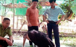 Diễn biến mới vụ chim khổng lồ quý hiếm sa ruộng ở Hà Tĩnh