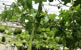 Mẹ đảm ở Czech cải tạo sân bê tông thành khu vườn với bạt ngàn rau củ quả Việt tươi tốt