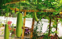 Khu vườn xanh um trĩu các loại rau, củ, quả Việt của bà mẹ đảm ở Mỹ