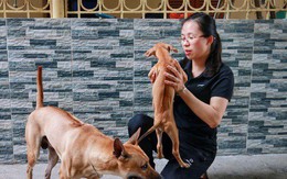Cận cảnh đàn chó Phú Quốc bạc tỷ của 'bóng hồng' xinh đẹp Hà Nội
