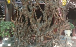 Bộ rễ gỗ trai tiền tỷ tuyệt đẹp của ông chủ thầu Hà Tĩnh