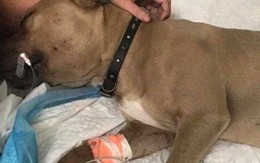 Xả thân bảo vệ chủ khỏi rắn độc, chó pitbull bị cắn chết ở Mỹ