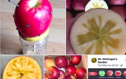 Cắm 12 cây đinh vào quả táo rồi ăn để bổ sung sắt: Chuyên gia lý giải về ý tưởng 'điên rồ'